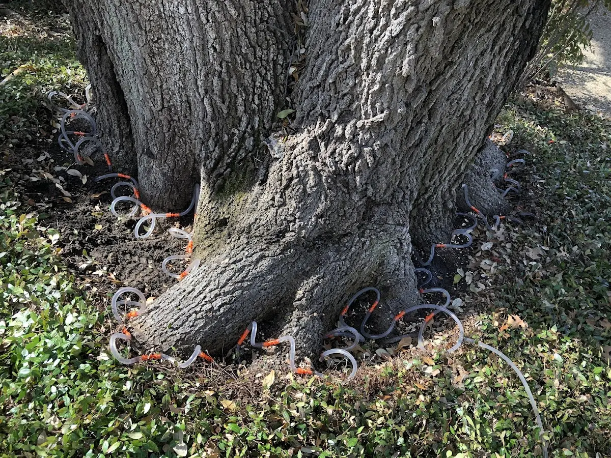 Detailed Tree Cabling and Bracing job site in West Nyack