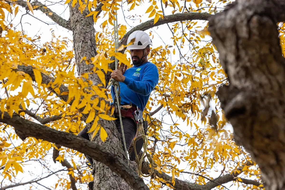 Skilled Tree Planing crew working in West Nyack