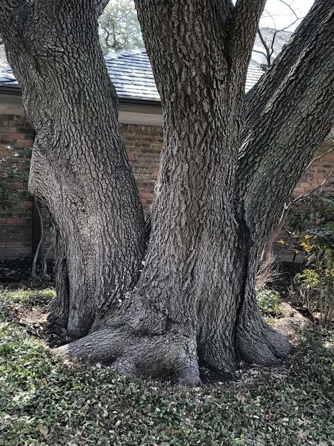Mature heritage tree close to a West Nyack property cared for by certified arborists